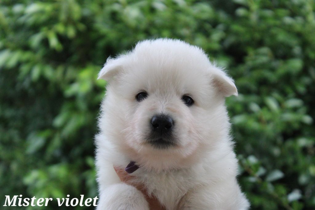 Des Traces De Loup - Chiots disponibles - Berger Blanc Suisse