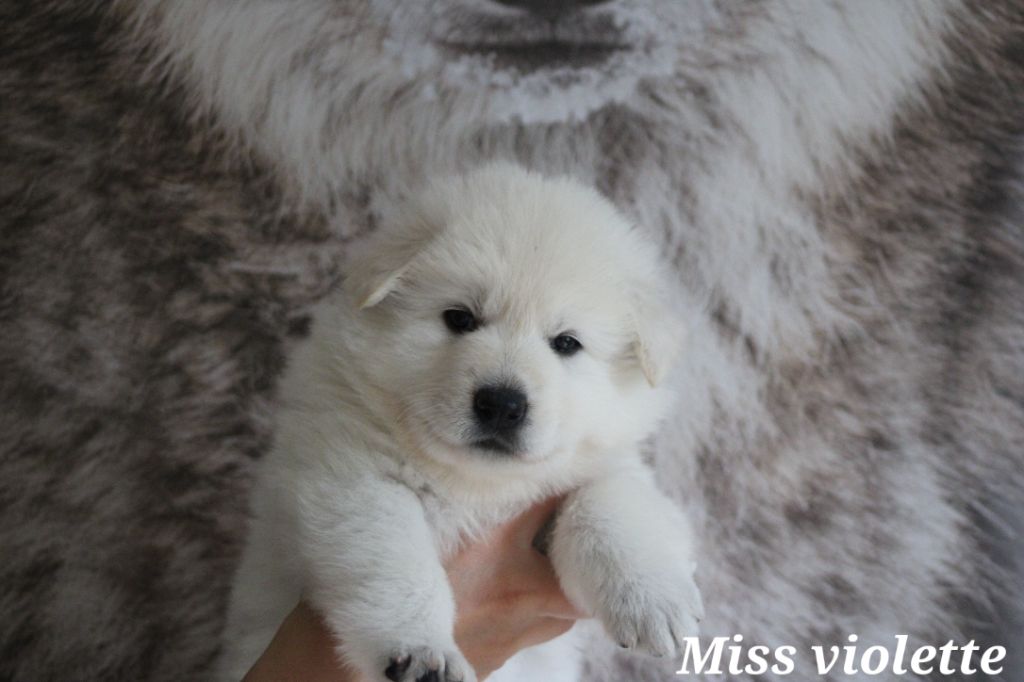 Des Traces De Loup - Chiots disponibles - Berger Blanc Suisse