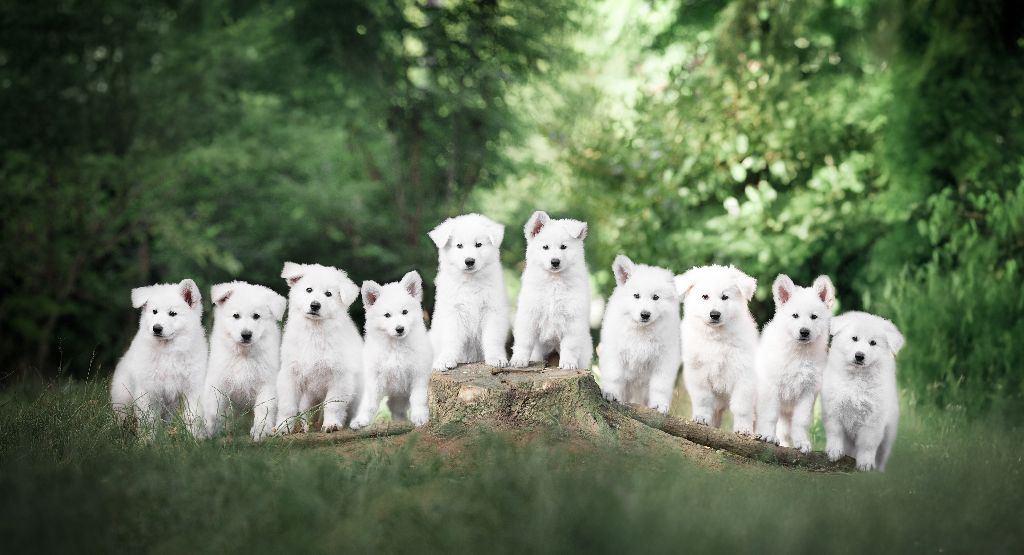 Des Traces De Loup - Berger Blanc Suisse - Portée née le 01/05/2025