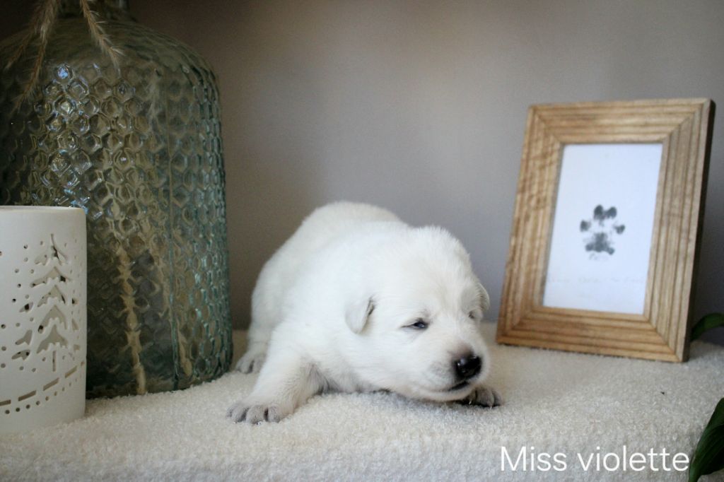 Des Traces De Loup - Chiots disponibles - Berger Blanc Suisse